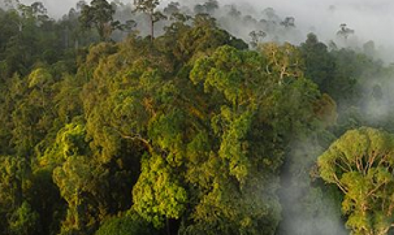 shot of a tropical rainforest