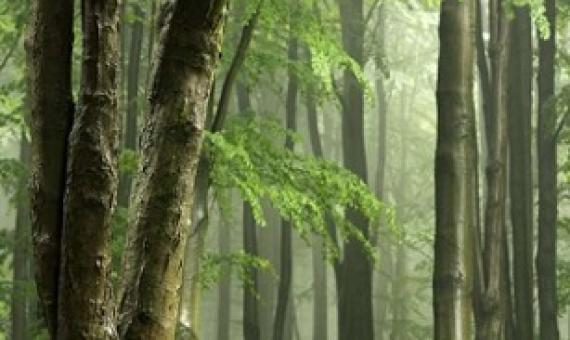 forest. Credit: CC0 Public Domain