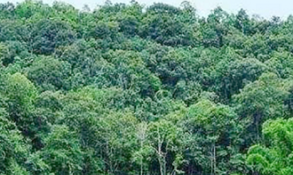 PNG forest