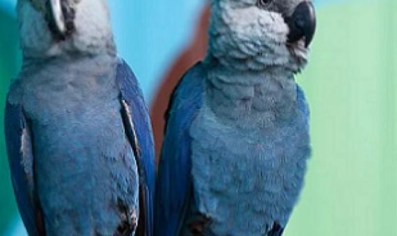Rapid loss of species like these Spix’s macaws, considered extinct in the wild, may represent the sixth mass extinction in Earth’s history. PATRICK PLEUL/DPA/AFP via Getty Images