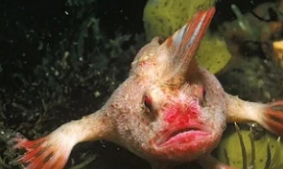 Critically endangered red handfish. Credit: Getty Images
