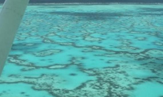 Australian scientists have bred a heat-resistant coral which could help preserve our iconic reefs