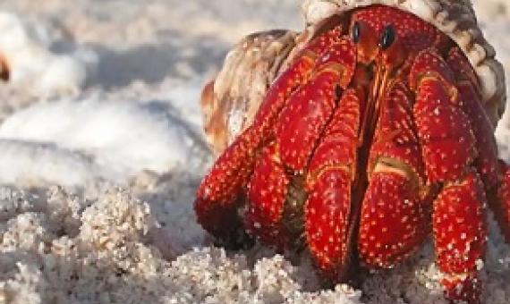 Microplastics disrupt hermit crabs' ability to choose shell, study suggests