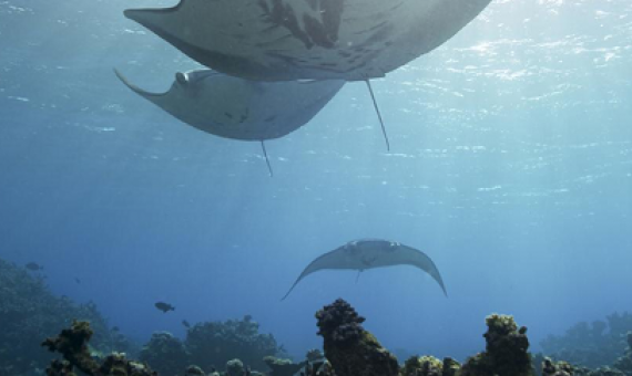 Stunning manta rays, Pacific Remote Islands Marine National Monument. credit - Ian Shive