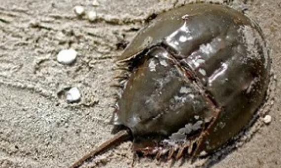The blue blood of horseshoe crabs is sensitive to toxic bacteria and is widely used to detect impurities in vaccines, including those for Covid-19. Photograph: Mike Segar/Reuters