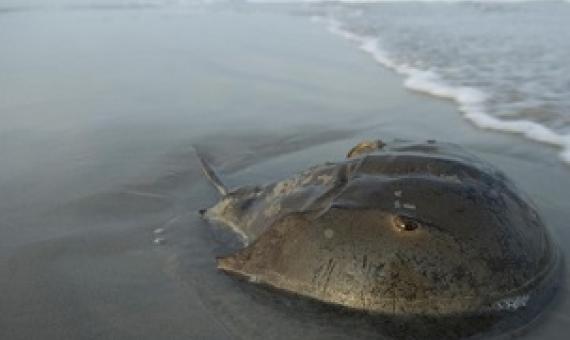 An Atlantic horseshoe crab lies on the beach in Stone Harbor, New Jersey, not far from Delaware Bay. PHOTOGRAPH BY JOEL SARTORE, NAT GEO IMAGE COLLECTION