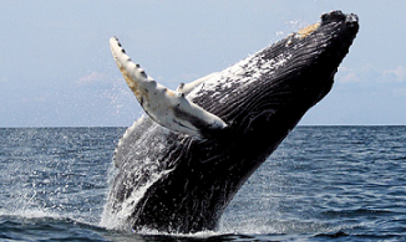 Humpback whale breaching. Photo credit -  Whit Welles