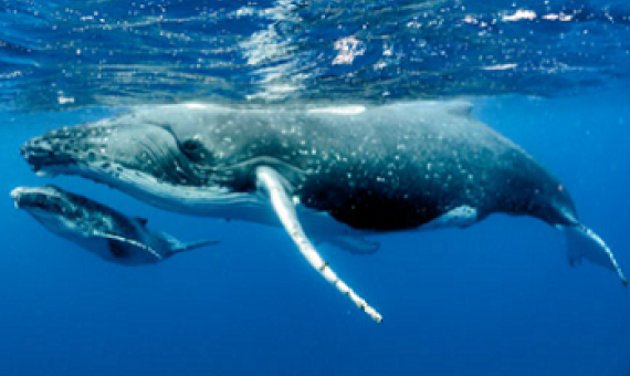 Humpback whale and its calf. Photo: imf.org