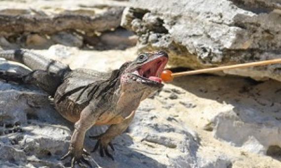 A tourist feeds a grape to a rock iguana in the Bahamas. Researchers are studying whether the absence of tourists because of the pandemic is affecting iguana health. SPENCER B. HUDSON
