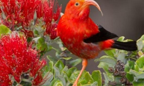 With its curved bill and spectacular plumage, the iiwi is a species of Hawaiian honeycreeper endemic to the islands. Credit - Jack Jeffrey Photography 