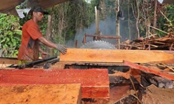 Illegal logging sawmill in Borneo in 2015. REDD+ is intended to help to monitor and stop illegal logging of tropical forests. Photo by Rhett Butler