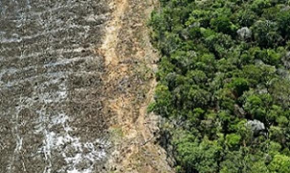 Tropical deforestation has occurred for the production of beef, sugar cane and soybean in the Brazilian Amazon, oil palm in Southeast Asia, and cocoa in Nigeria and Cameroon. Credit - www.phys.org 