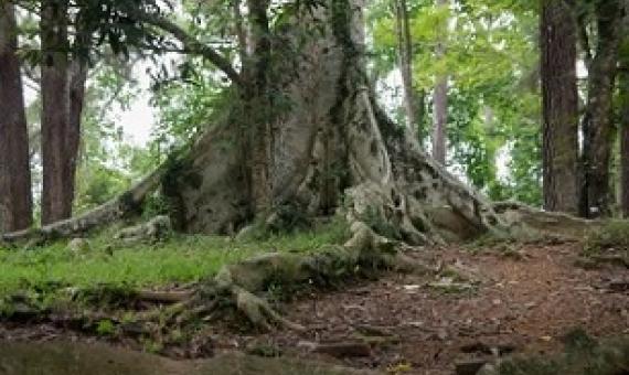 What Ancient Teeth Can Reveal About the Past Lives of Forests