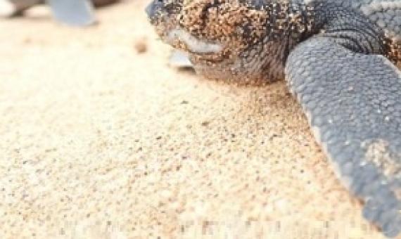 Leatherback turtle. Credit - https://www.bbc.com/
