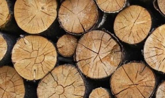 logged timber. source - Mongabay.com