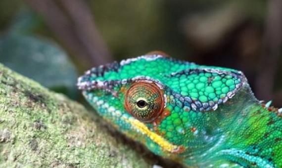 A male panther chameleon (Furcifer pardalis).Image by Rhett A. Butler