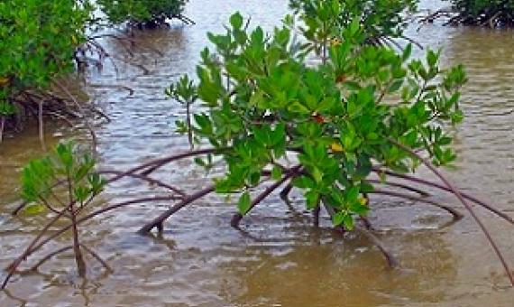 Rhizophora mangroves, Tikina Wai, Fiji. Credit - V. Jungblut