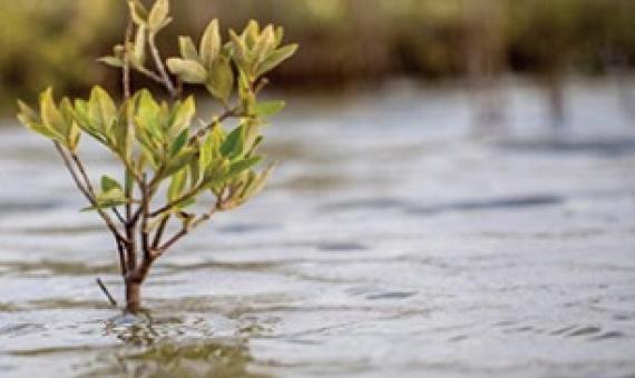 Mangroves can create alkaline conditions that enhance the ocean's capacity to store atmospheric carbon dioxide. Credit: Morgan Bennett Smith