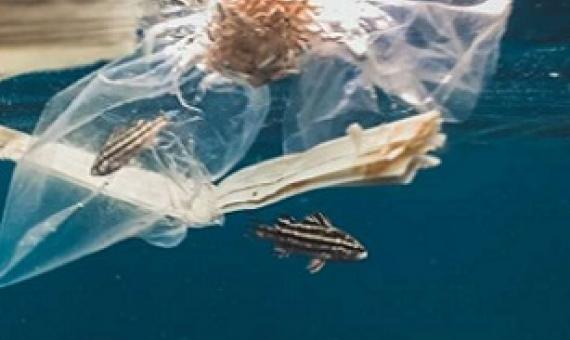The total number of plastic bags, fishing equipment, disposable bottles and other plastic items currently in the ocean is unknown. Credit: Unsplash/ Naja Bertolt Jensen