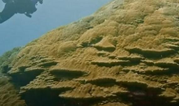 Massive Coral Colony Found in American Samoa. Credit - NOAA