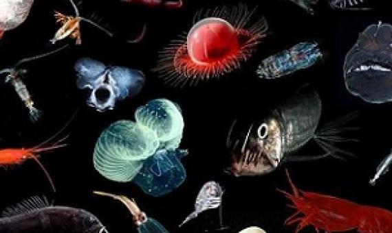 ome of the midwater animals that could be affected by deep-sea mining include squids, fishes, shrimps, copepods, medusae, filter-feeding jellies, and marine worms. Credit: E. Goetze, K. Peijnenburg, D. Perrine, Hawaii Seafood Council (B. Takenaka, J. Kaneko), S. Haddock, J. Drazen, B. Robison, DEEPEND (Danté Fenolio), and MBARI