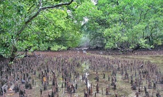 mangroves, namdrik atoll, Marshall Islands. credit - V. Jungblut/SPREP