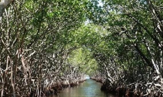 Mangrove forests are excellent buffers against storms. Credit - Ravini/Pixabay
