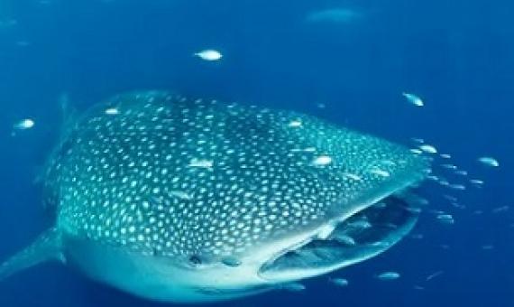 A huge area of the Indian Ocean near Christmas and the Cocos islands is slated for two Australian marine parks, offering protections to sea life, including whale sharks and spawning bluefin tuna. Photograph: Gary Bell/Oceanwide Images