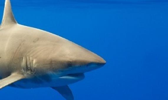 Oceanic whitetip sharks were historically one of the most abundant sharks in the world’s oceans, but due to both U.S. and international fishing pressure, the population has declined significantly.  PAUL SOUDERS / GETTY IMAGES