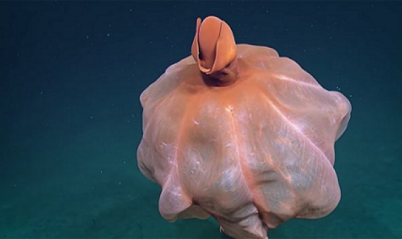 Cirroteuthid octopus in Pacific ocean. Photo Credit: NautilusLive
