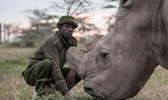 The world’s last male northern white Rhino is one of only five of his species left on Earth.Credit: Nichole Sobecki/The Washington Post/Getty