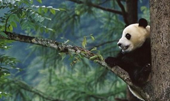 The giant panda (Ailuropoda melanoleuca) was upgraded from endangered to vulnerable in 2016.Credit: Cyril Ruoso/Minden Pictures/National Geographic