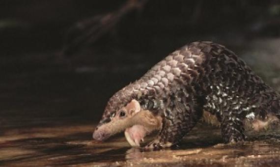 Pangolins are hunted for their meat and for their scales, which are used in traditional Chinese medicine. Credit - Photo by Michael Pitts / USAID.