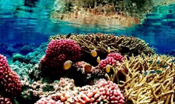  A coral reef ecosystem in the Pacific Remote Islands Marine national monument, south of Hawaii. Photograph: HANDOUT/Reuters
