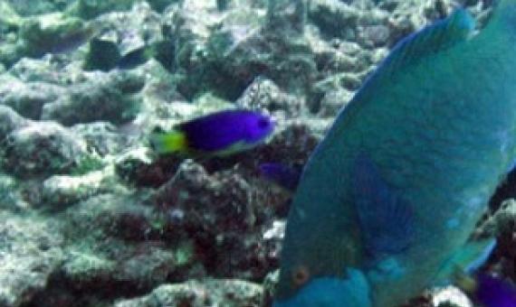 A parrotfish feeding on degraded coral. Credit: Shaun Wilson, Department of Biodiversity, Conservation and Attractions in Australia, and the University of Western Australia