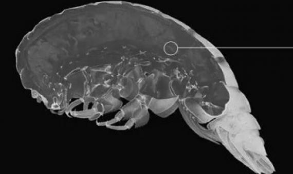 Micro-CT scan of Eurythenes plasticus. ALAN JAMIESON/NEWCASTLE UNIVERSITY