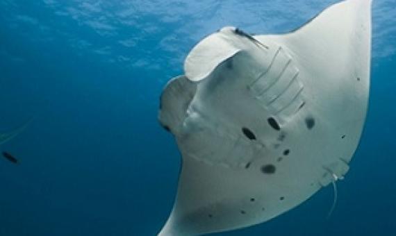 Reef manta ray, Mobula alfredi (Credit: Amelia J. Armstrong and colleagues)