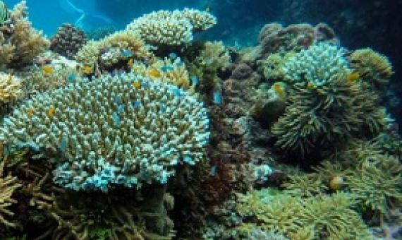 Strong cyclones can harm coral reefs as far as 1000km from their paths, according to research