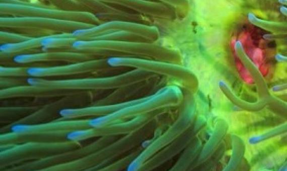 The bright green tentacles of a magnificent sea anemone (Heteractis magnifica) waft in front of its pink mouth, on a coral reef in Papua New Guinea, Pacific Ocean. Credit: Tane Sinclair-Taylor