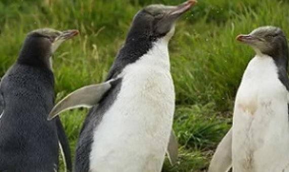 Hoiho (yellow-eyed penguins) are one of New Zealand’s many cherished seabirds that face threats from commercial fishing. Photograph: Murdo MacLeod/The Guardian