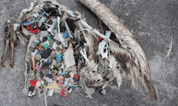Plastics are ingested by animals and passed up the food chain. Photo credit - Sustainable Coastlines Hawai‘i