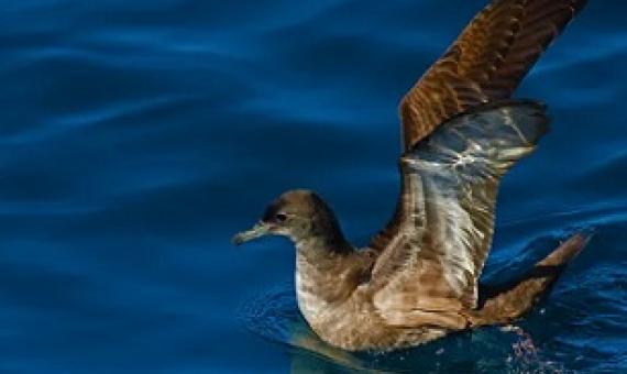 Many sooty shearwaters breed in New Zealand then migrate to the northeast Pacific. Shutterstock