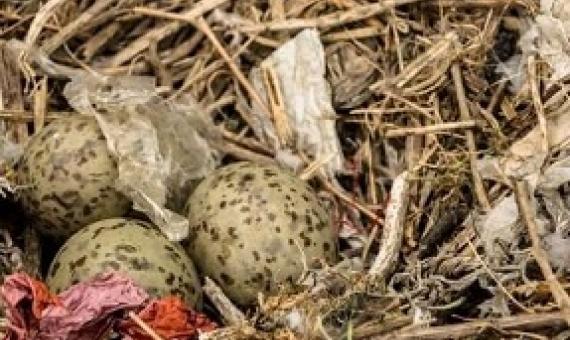 seabird nests.  Credit - University of Glasgow