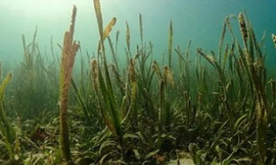 Seagrass ecosystems can reduce pathogens. (Credit: Benjamin Jones/Unsplash)