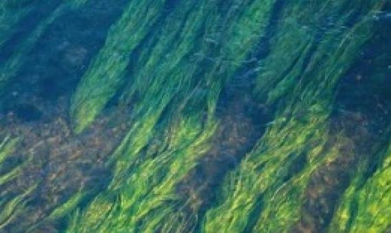 Underwater Algae. Credit: John Mark Arnold