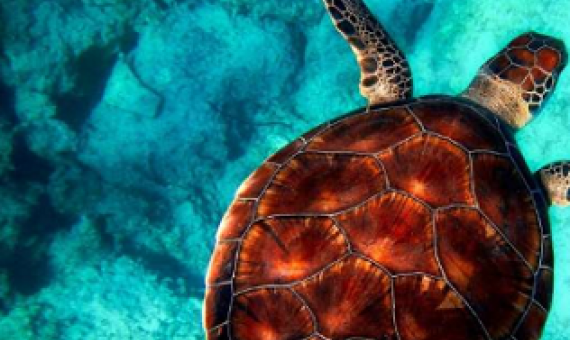 sea turtle. Credit: CC0 Public Domain