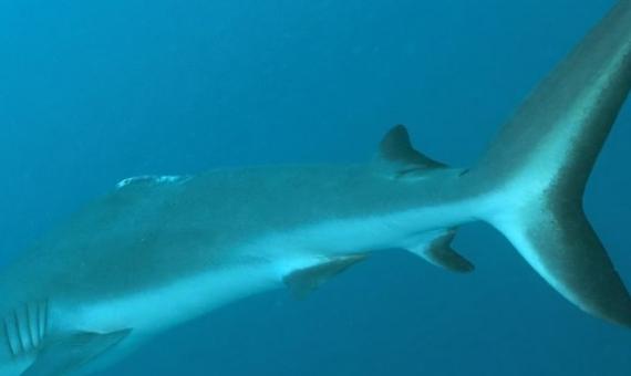 Shark finning a problem in Palau. source - http://islandtimes.us/