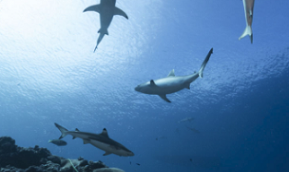 Study shows Palau is one of nations with high reef shark population