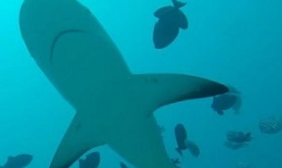 This Ocean Predator Can Kick Start a Vaccine: The Shark