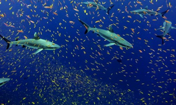 A school of anthias and a school of white tip sharks at Jarvis Island. Photo © NOAA/NMFS/Pacific Islands Fisheries Science Center Blog